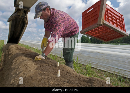 La récolte des asperges, homme Poigern, Bavaria, Germany, Europe Banque D'Images