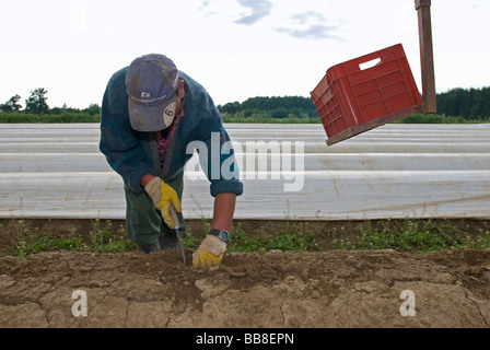 La récolte des asperges, homme Poigern, Bavaria, Germany, Europe Banque D'Images