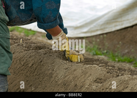 La récolte des asperges, homme Poigern, Bavaria, Germany, Europe Banque D'Images