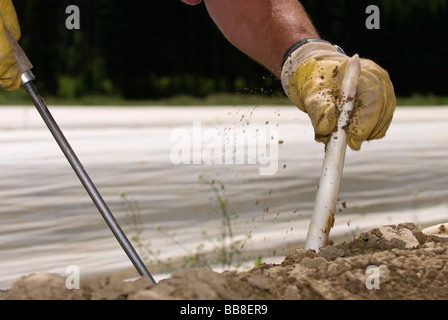 La récolte des asperges, Poigern les mains, Bavaria, Germany, Europe Banque D'Images