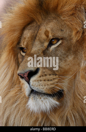 Lion (Panthera leo), portrait Banque D'Images