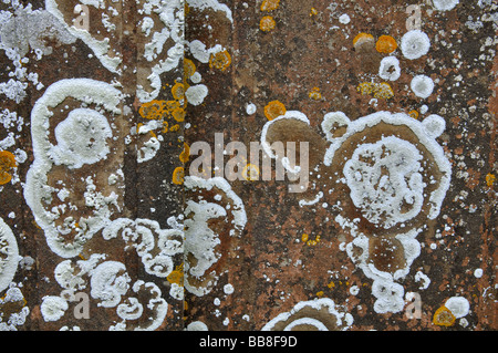 Lichens sur pierre tombale, UK Banque D'Images