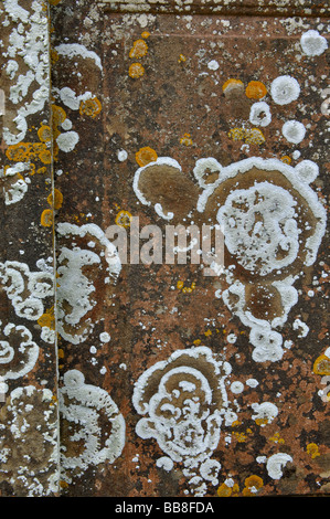 Lichens sur pierre tombale, UK Banque D'Images