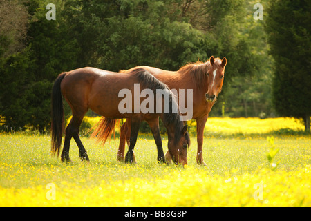 Deux vieux chevaux paissant dans une prairie de fleurs jaunes. Banque D'Images