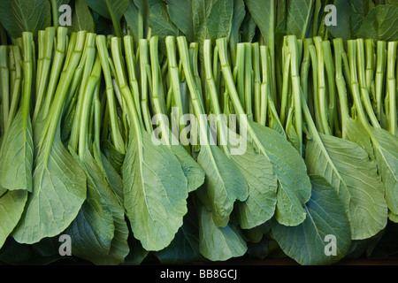 Yu Choy Sum, légumes chinois. Banque D'Images