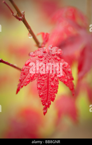 Feuille d'érable japonais close up avec gouttes de rosée sur la feuille rouge Banque D'Images
