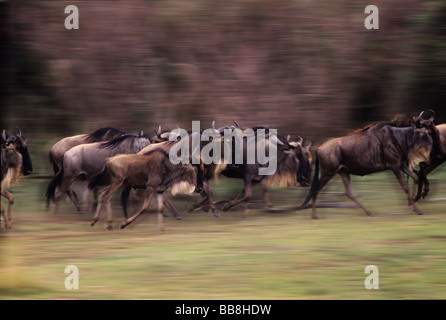 La migration des gnous sur les plaines de Masai Mara un de la plus grande démonstration de pure nature dans ce monde, Masai Mara, Kenya Banque D'Images