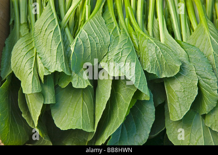 Yu Choy Sum, légumes chinois. Banque D'Images