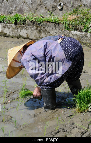 Riziculteur femelle portant chapeau de paille de riz pousses de riz de la plantation à la main, Ohara, Japon, Asie Banque D'Images