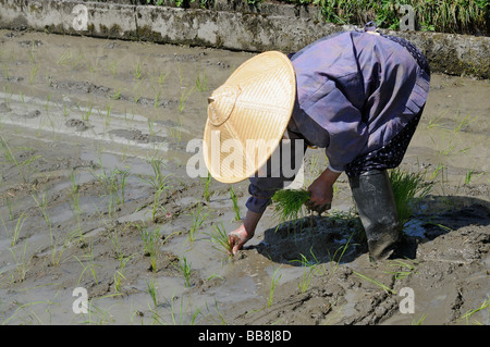 Riziculteur femelle portant chapeau de paille de riz pousses de riz de la plantation à la main, Ohara, Japon, Asie Banque D'Images
