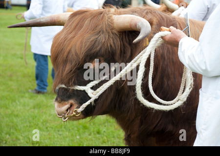 Bien-peignée à un taureau Highland cattle show Banque D'Images