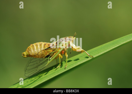 Cigales (Mogannia hebes), de la cour, à Taiwan, en Asie Banque D'Images