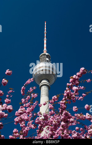 Tour de télévision de Berlin au printemps, s'épanouit dans l'arbre du premier plan, Mitte, Berlin, Allemagne Banque D'Images