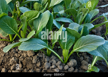 Yu Choy Sum, Légumes chinois. Banque D'Images