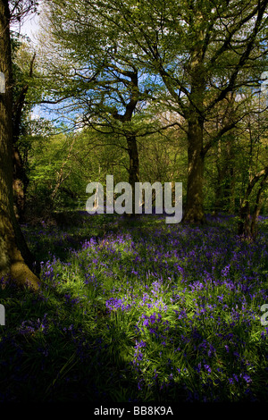 Jacinthes dans un bois taillis UK Suffolk Banque D'Images