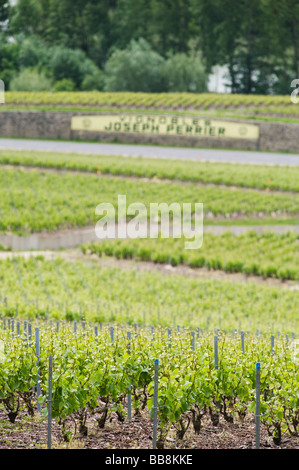 Vignobles Joseph Perrier signe sur vigne mur à Cumieres près de Epernay La vallée de la Marne, France Banque D'Images