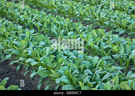 Yu Choy Sum, des rangées de légumes chinois. Banque D'Images