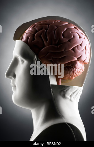 Une tête humaine modèle avec le cerveau exposé Banque D'Images