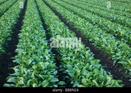 Yu Choy Sum, des rangées de légumes chinois. Banque D'Images