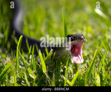 Un wild Florida 'Black Racer' dans un serpent agressif. Banque D'Images