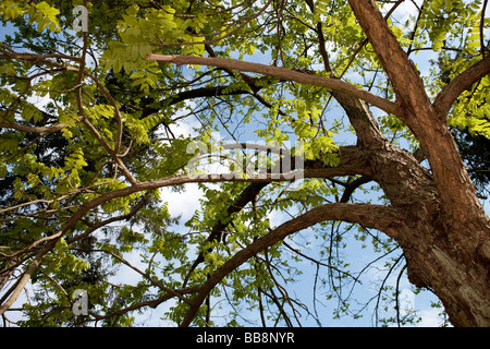 Wingnut caucasienne (Elaeagnus commutata) Banque D'Images