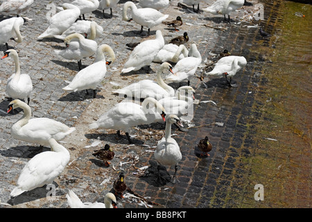 Les cygnes tuberculés et les canards sur le lac de Zurich, Suisse, Europe Banque D'Images