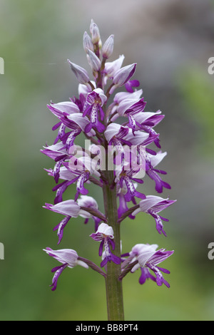 Orchidée militaire (Orchis militaris) Banque D'Images