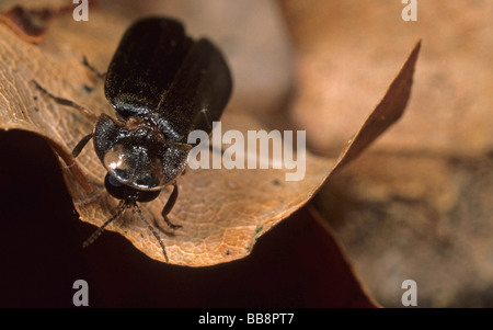 Grand, Grand, Firefly glowworm commun ver luisant (Lampyris noctiluca), mâle, Banque D'Images