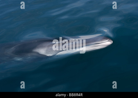 Rorqual commun Balaenoptera physalus Finnwal avec tête de veau coloration asymétrique Mer de Cortez Baja California au Mexique Banque D'Images