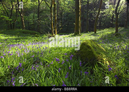 Woodland à Hardcastle Crags avec un tapis de jacinthes des bois au printemps près de Heptonstall Calderdale West Yorkshire UK Banque D'Images