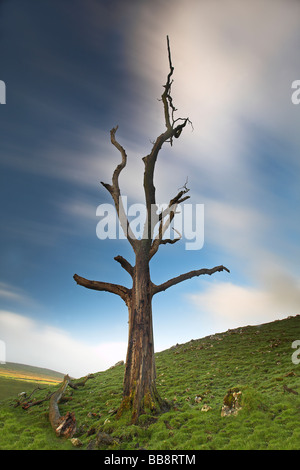 Arbre mort (une victime de la maladie hollandaise de l'orme) avec motion blurred ciel à Littondale dans le Yorkshire Dales National Park UK Banque D'Images