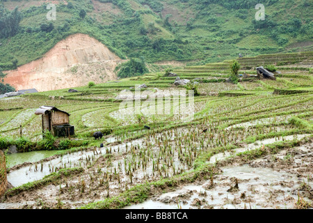 Cabane dans la ferme de la vallée de Lao Chai, SAPA, Vietnam entouré de rizières en terrasses Banque D'Images