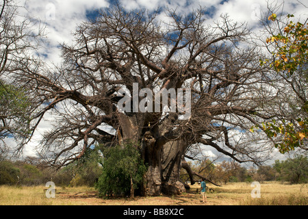 Un homme est éclipsé par le grand arbre un 3000 ans Baobab dans la province du Limpopo, Afrique du Sud. Banque D'Images