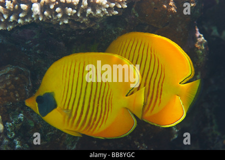 Poisson papillon - Chaetodon semilarvatus - Chaetodontidae - Barrière de corail en mer Rouge Banque D'Images