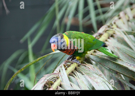Rainbow Lorikeet colorés Banque D'Images