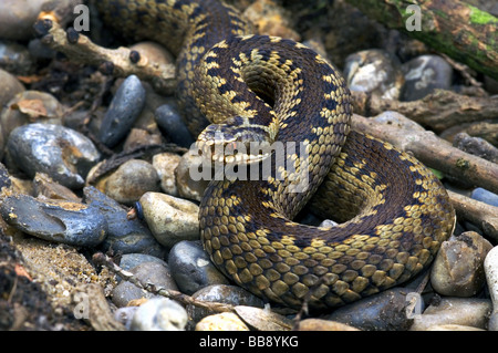 Reptiles serpents;;Adder ;'Vipera berus' ; elles sont gravides [ ] femme enceinte sur pierres de rivière. Banque D'Images