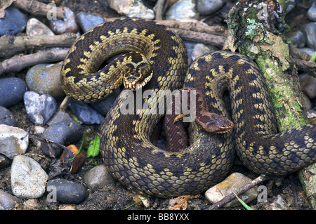 Reptiles serpents;;Adder ;'Vipera berus' ; elles sont gravides [ ] femme enceinte avec une jeune vipère assis dans ses bobines.sur pierres de rivière. Banque D'Images