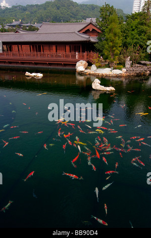 Asie Chine Hong Kong Chi Lin nunnery 2008 Carp Banque D'Images