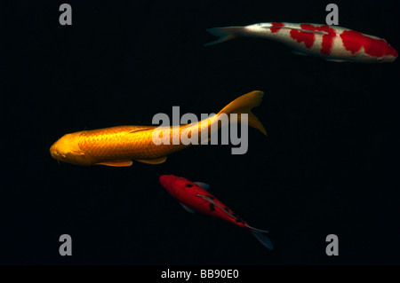 Asie Chine Hong Kong Chi Lin nunnery 2008 Carp Banque D'Images