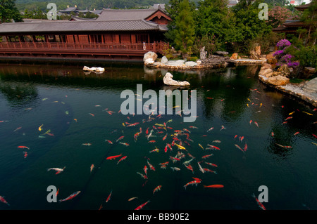 Asie Chine Hong Kong Chi Lin nunnery 2008 Carp Banque D'Images