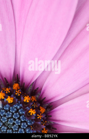Portrait Fleur Osteospermum Banque D'Images