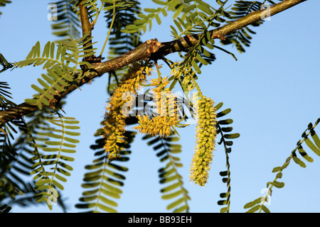 Le miel Mesquite (Prosopis glandulosa) fleurs, Arizona, USA Banque D'Images