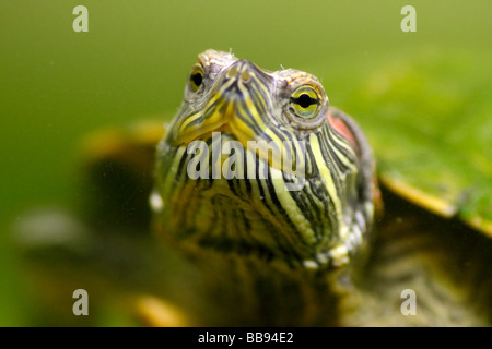 Tortues à oreilles rouges sous l'eau (Trachemys scripta elegans). Les yeux sont en relief, mais le nez et le reste ne sont pas. Banque D'Images