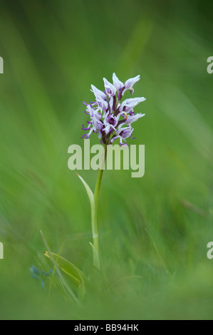 Orchis Simia. L'Orchidée singe floraison dans la campagne anglaise. Hartslock réserve naturelle, Goring on Thames, Oxfordshire, Angleterre Banque D'Images
