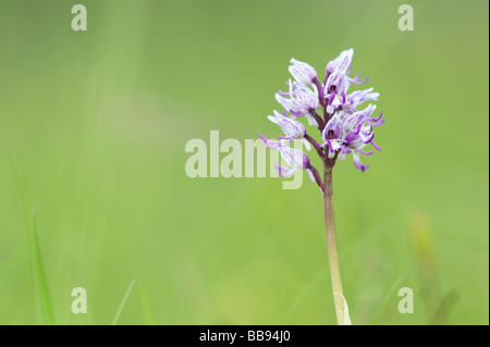 Orchis Simia. L'Orchidée singe floraison dans la campagne anglaise. Hartslock réserve naturelle, Goring on Thames, Oxfordshire, Angleterre Banque D'Images