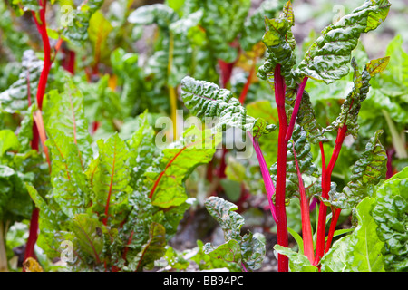 Chard growing à Rydal Hall potager communautaire dans le parc de Rydal Hall près de Ambleside Lake District UK Banque D'Images