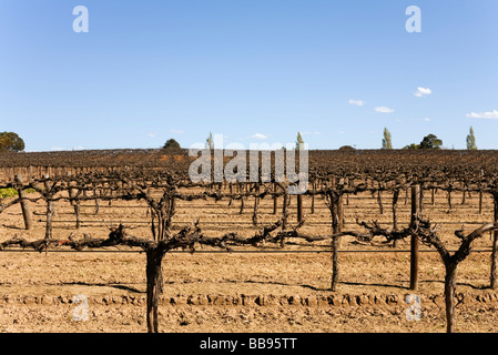 Vignoble dans la Vallée de Barossa, Australie-Méridionale, Australie Banque D'Images