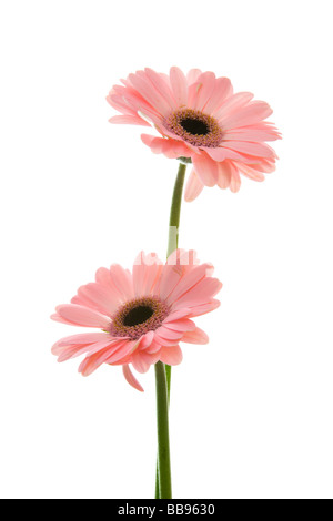 Deux gerberas rose contre isolé sur fond blanc Banque D'Images