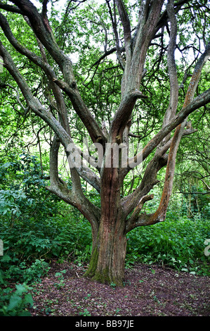 Un arbre noueux. Photo par Gordon 1928 Banque D'Images