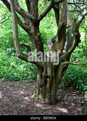 Arbre noueux. Photo par Gordon 1928 Banque D'Images